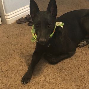 Meet your Posher, Lakeisha